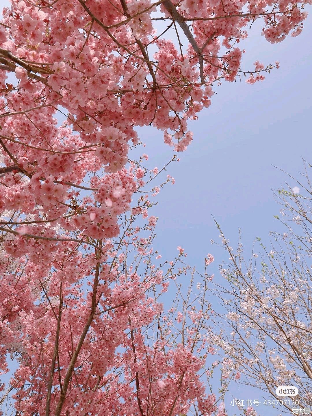 想体验原汁原味的校园模拟？樱花校园1.043.00英文版》你下载了吗？