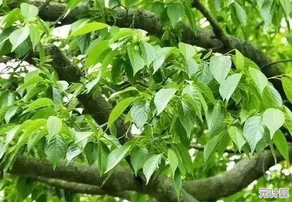 电法抗性怎么堆？2025刀塔2重制版实用属性增强方法