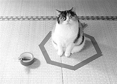 孙美琪谜案铜猫藏身2025：全息罪案重构与井底人真相揭秘