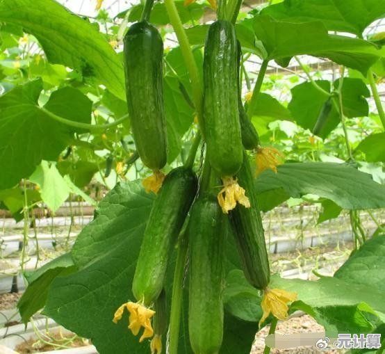 繁华集市2025夏季更新作物介绍：生长天数与价值优化种植指南