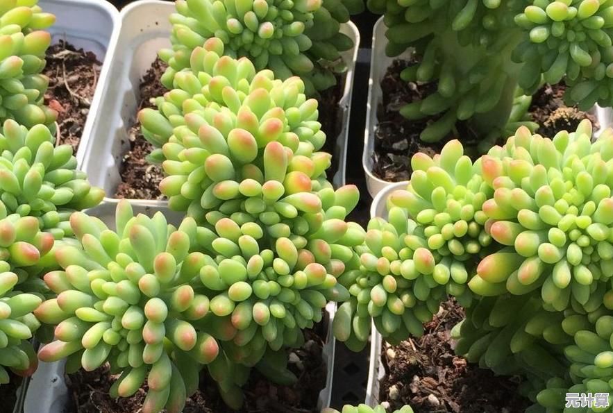 《如何安全获取植物大战僵尸：详细安装教程与风险规避全解析》