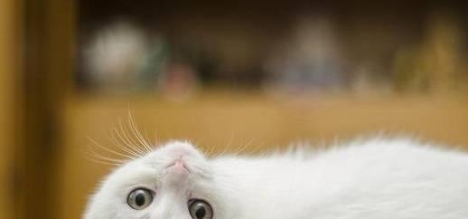 这些猫咪软件2025年依旧热门，经典功能全面升级，养猫人士必备