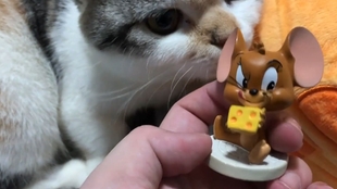 灰色猫咪胡安会陪你聊天？这款轻松养成的宠物手游你试过了吗？