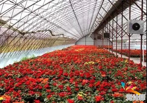 摩尔庄园2025鲜花致富经：这样卖花收益最大化