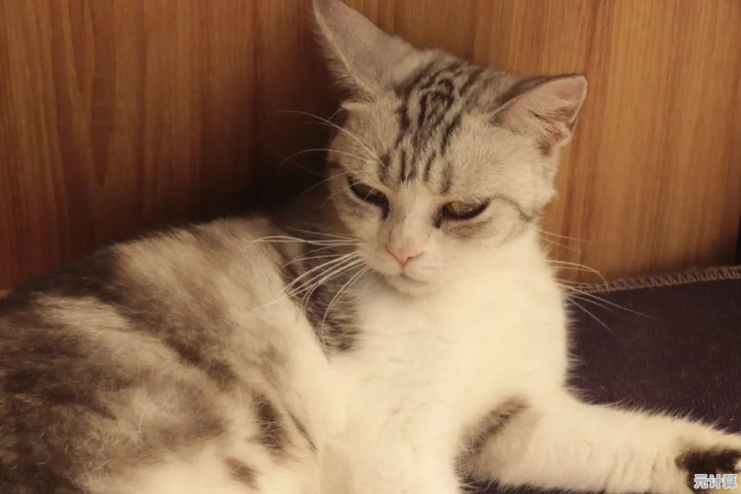 谁说撸猫不能享受海边阳光？养了个猫》的沙滩风情你试过了吗？