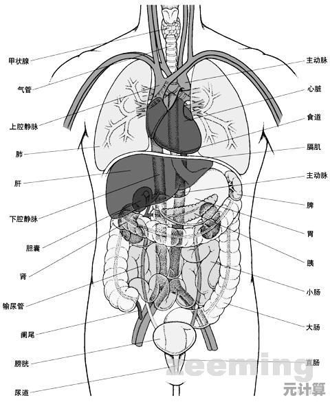 人体内脏器官全览：解密内部构造，探索生理功能的精妙设计