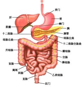 人体内脏器官全览：解密内部构造，探索生理功能的精妙设计