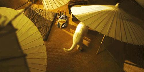 谁说养猫只能现实中实现？萌萌的爱物语》教你轻松成为满分猫家长！