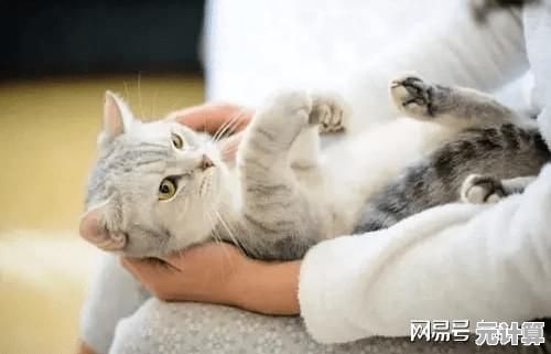想解锁可爱猫咪的舞蹈技能？我的虚拟宠物猫》完成任务赢金币升级吧！