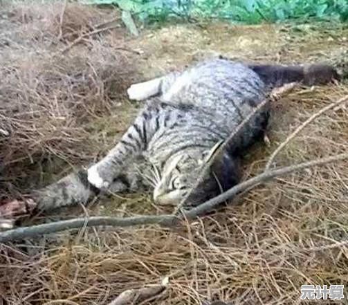 你能避开所有陷阱吗？疯狂藏猫猫大作战》挑战你的反应极限！