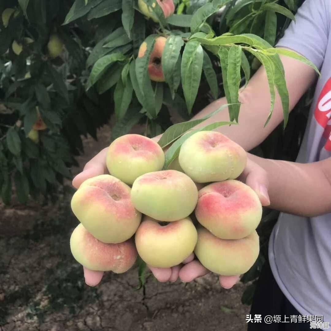 2025最新仙果采集指南，航海家必看的神秘果实获取技巧！