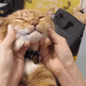 2025年最受欢迎的猫咪软件推荐，这些经典款让养猫更轻松