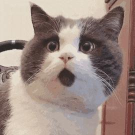 2025年最受欢迎的猫咪软件推荐，这些经典款让养猫更轻松