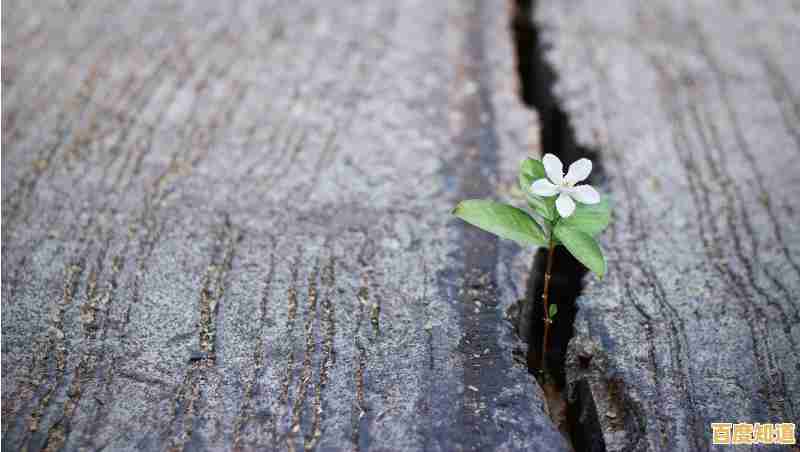 探索ACPU极限性能:最新天梯图揭秘硬件强者之争! 探索ACPU极限性能:最新天梯图揭秘硬件强者之争!