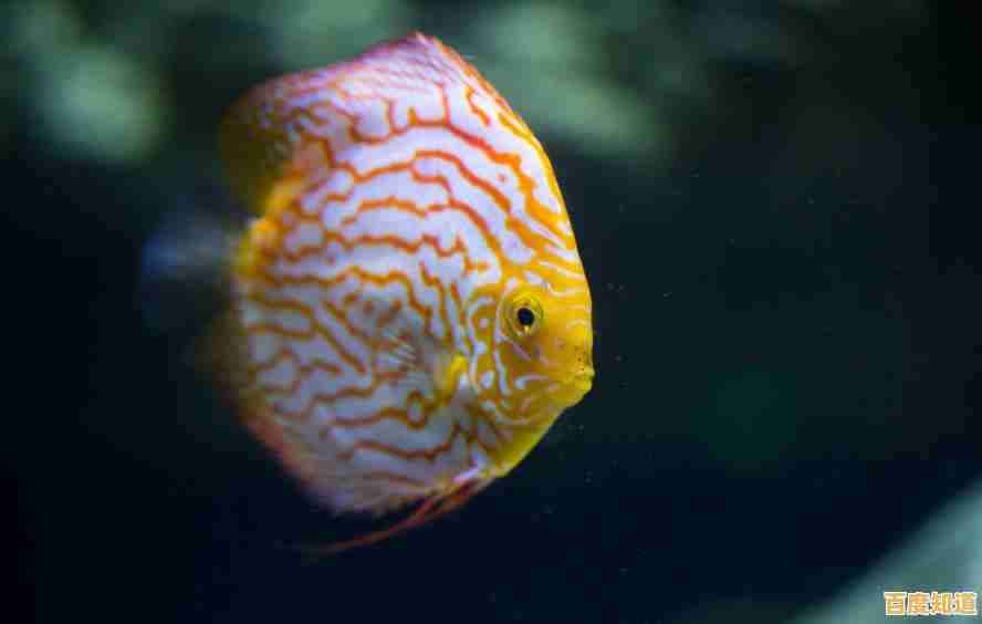 遇到蓝牙耳机搜索难题?小鱼手把手教你轻松配对连接 遇到蓝牙耳机搜索难题?小鱼手把手教你轻松配对连接