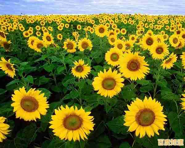 厌倦了单调的塔防玩法?保卫向日葵》的竖屏操作和杂交植物不香吗? 厌倦了单调的塔防玩法?保卫向日葵》的竖屏操作和杂交植物不香吗?