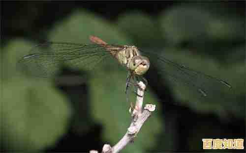 Windows 7账户被停用?快速恢复账户访问权限的实用技巧!