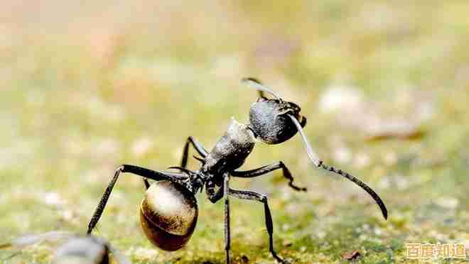 如何让渺小蚂蚁在危机四伏的世界崛起？小小蚁国37版》用智慧书写蚁国传奇！