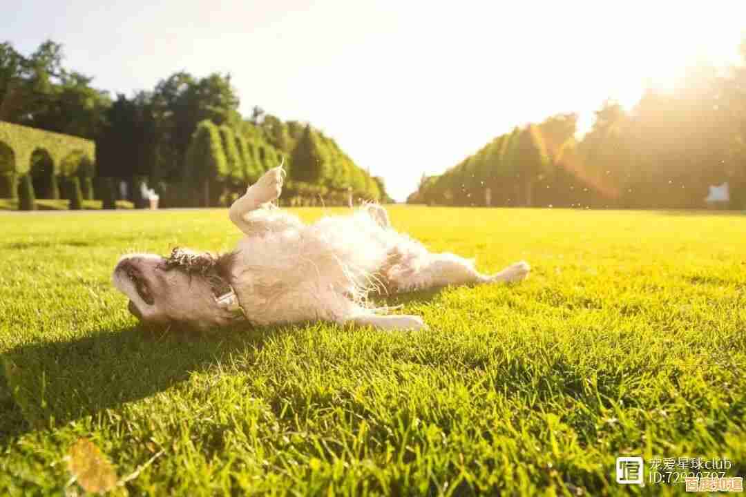 厌倦了人类生活?试试《狗的生存(DogSurvivalSimulator)和狗狗朋友们晒太阳不香吗?